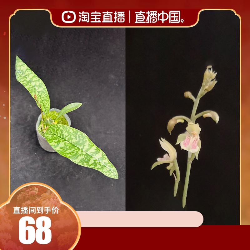 迷你兰花 TE2396 蛇皮兰