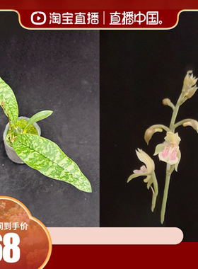 迷你兰花 TE2396 蛇皮兰