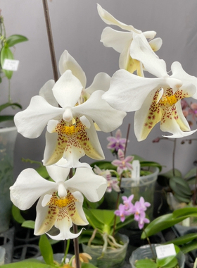 W8323 TE1900青提白史 6.5公分 薄荷香味