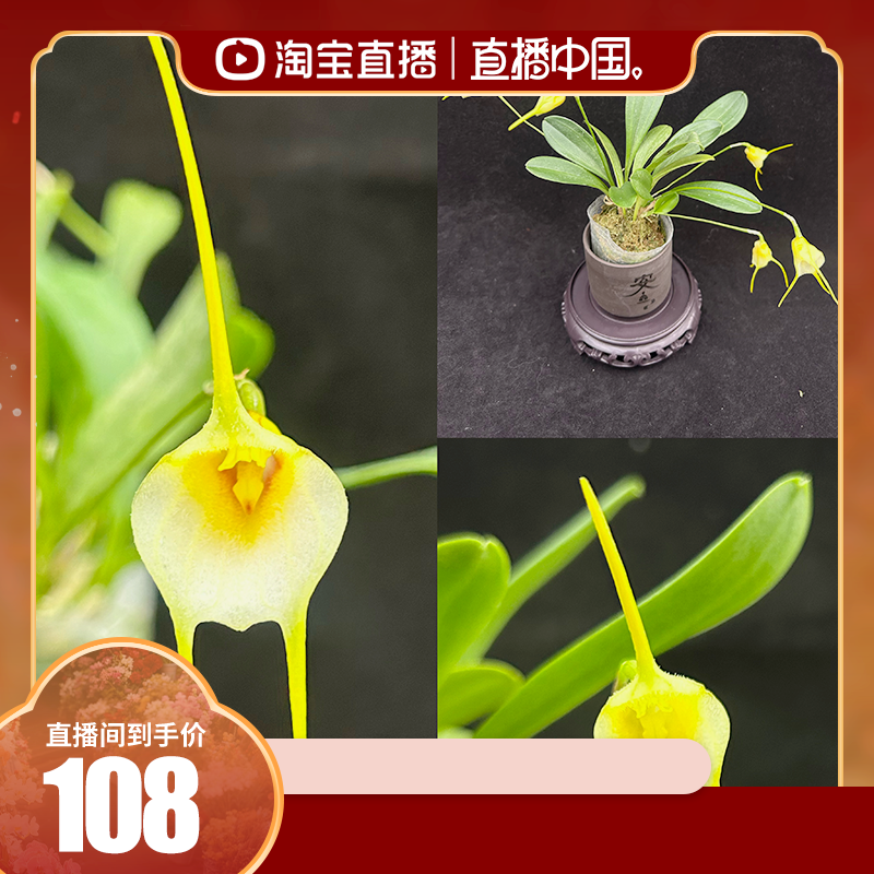 迷你兰花 三尖兰TL6089