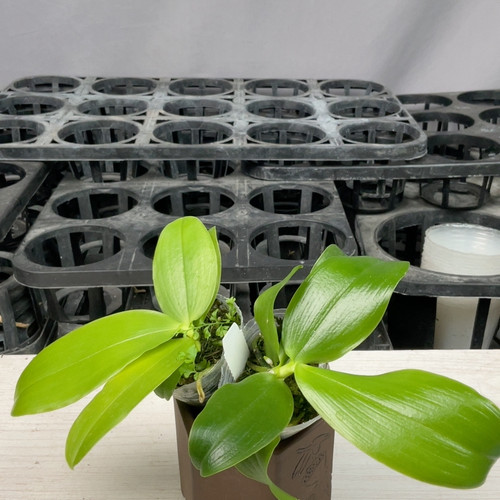 中秋福袋 新手嘗鲜 1.7寸随机香味盲盒2棵