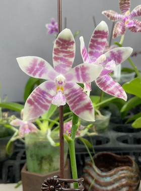 W8291 TE689优品 Telu x 盾