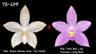 TE509 刚升杯 2.8寸实生盲盒