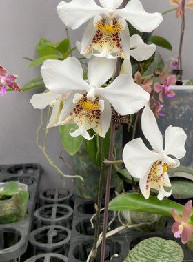 W8270 TE1900大风大浪史 7.2公分