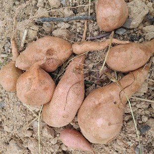 黄山碧山村拜年山生态种植红薯番薯苕