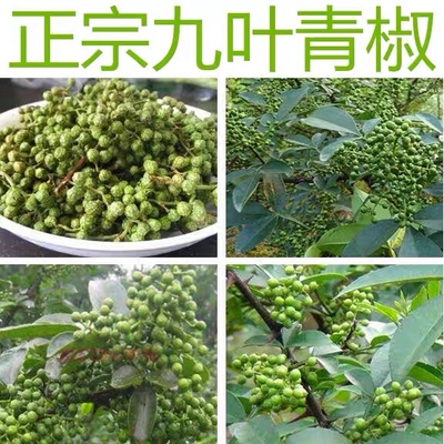 藤椒种子韩城大红袍花椒种子 九叶青花椒种子 山花椒麻椒油椒树籽