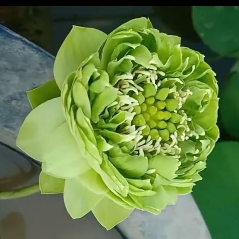 荷花苗盆栽水养池塘碗莲种藕莲藕种苗种根观赏水培四季花卉带花