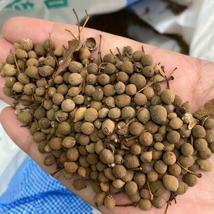 椴树种子康椴树紫椴种子千层皮火绳树青科榔国产大叶椴种子四季播