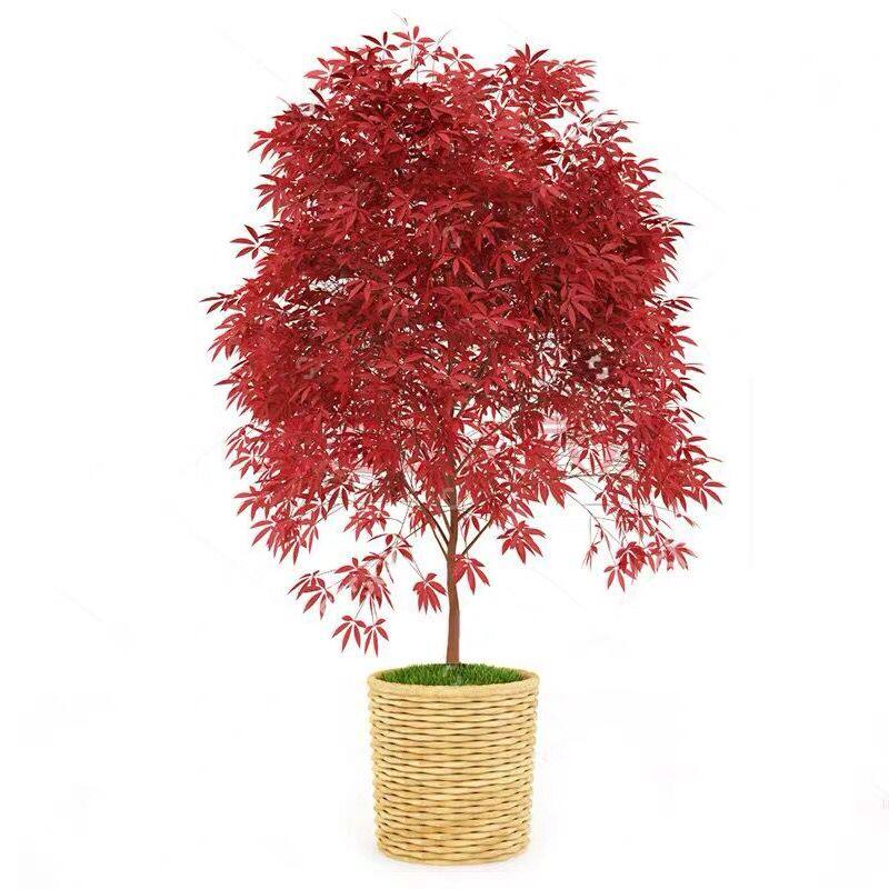 红点红枫苗美国嫁接红枫树苗盆栽日本红舞姬观叶庭院绿植阳台盆栽