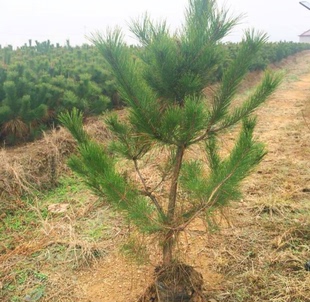 黑松苗油松苗做盆景的素材黑松小苗造型黑松绿化苗木黑松盆栽包邮
