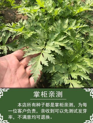 2022年新采挖川芎秧苗药材川芎根茎种子包成活四季盆栽可食用 川