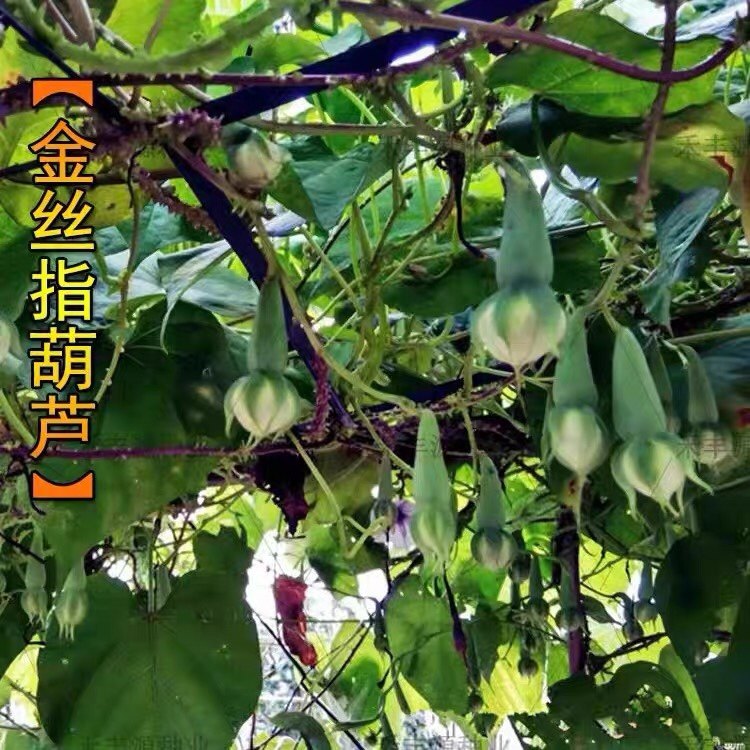 金丝指葫芦子种子 中药材拐子豆中草药华佗豆 跌打豆贼老豆泡药酒