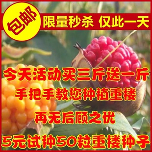 正宗 云南粉质重楼 滇重楼种子 七叶一枝花种子 独脚莲种子包邮