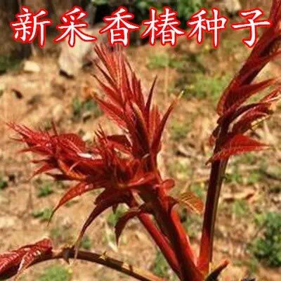 新采香椿种子食用香椿种子红油香椿种子净种子优质香椿树种子包邮