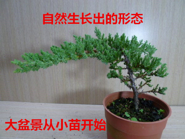 工程地被绿化苗木地柏苗铺地柏苗洒金柏苗耐寒洒金柏绿化护坡树苗