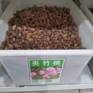 夹竹桃种子林木种籽国产散装四季多年生工程绿化观叶种孑