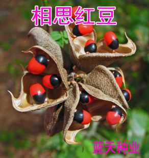 鸡母珠 红豆种子 海红豆种子 相思树种子 孔雀豆 绿化林木树种子