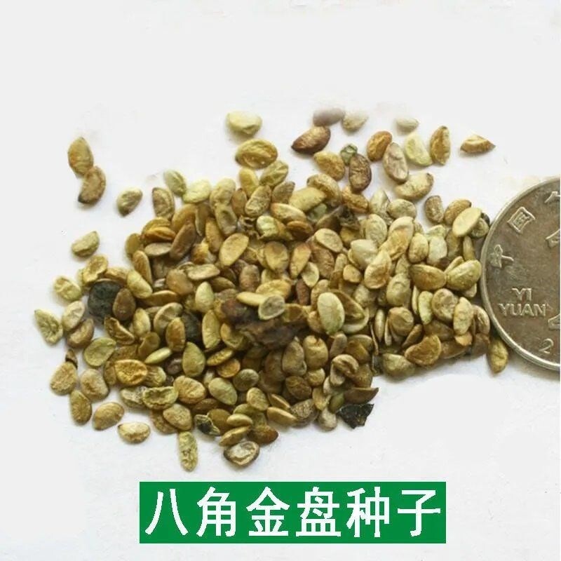 新采八角金盘种子 花卉种子绿植种子八手种子手树种子金刚纂种子