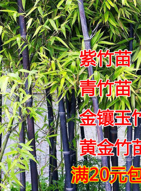 庭院绿化观赏植物竹子苗湘妃竹