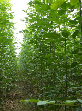 绿化苗庭院植物白蜡树苗白腊小苗