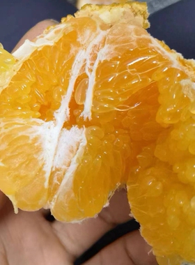 四川农家自种春见耙耙柑耙耙柑净重九斤 自然成熟有果酸味