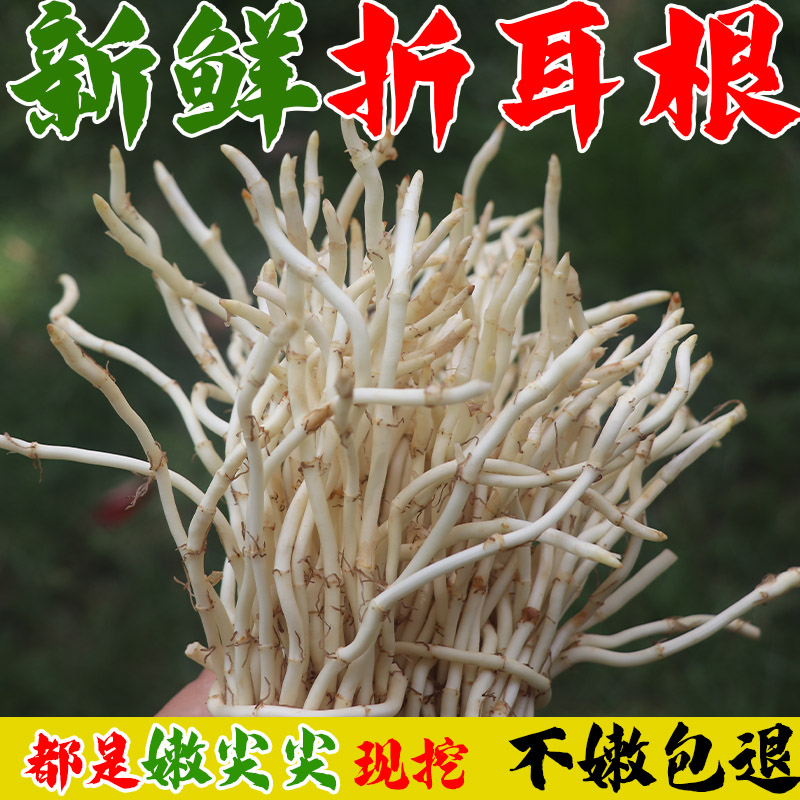 新鲜鱼腥草脆嫩真空锁鲜