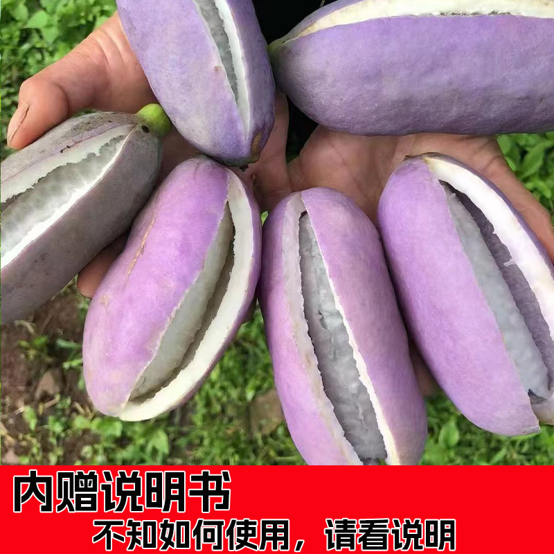 新鲜现摘八月瓜八月炸包邮