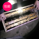高产意蜂产卵王 专业授粉 健康活体笼蜂 意蜂蜂群 带箱