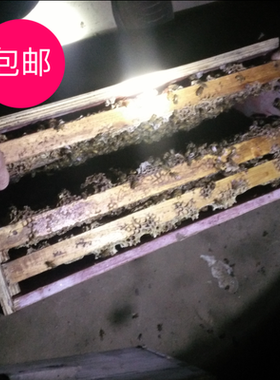 带箱【意蜂蜂群】专业授粉+高产意蜂产卵王+健康活体笼蜂