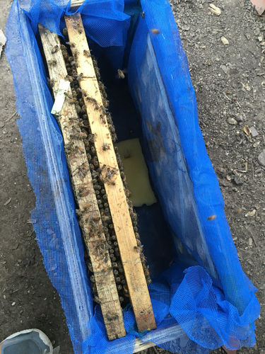 出售活体意蜂蜂群免邮费蜜蜂蜂群笼蜂蜂箱巢脾约1斤非中蜂群 - 封面
