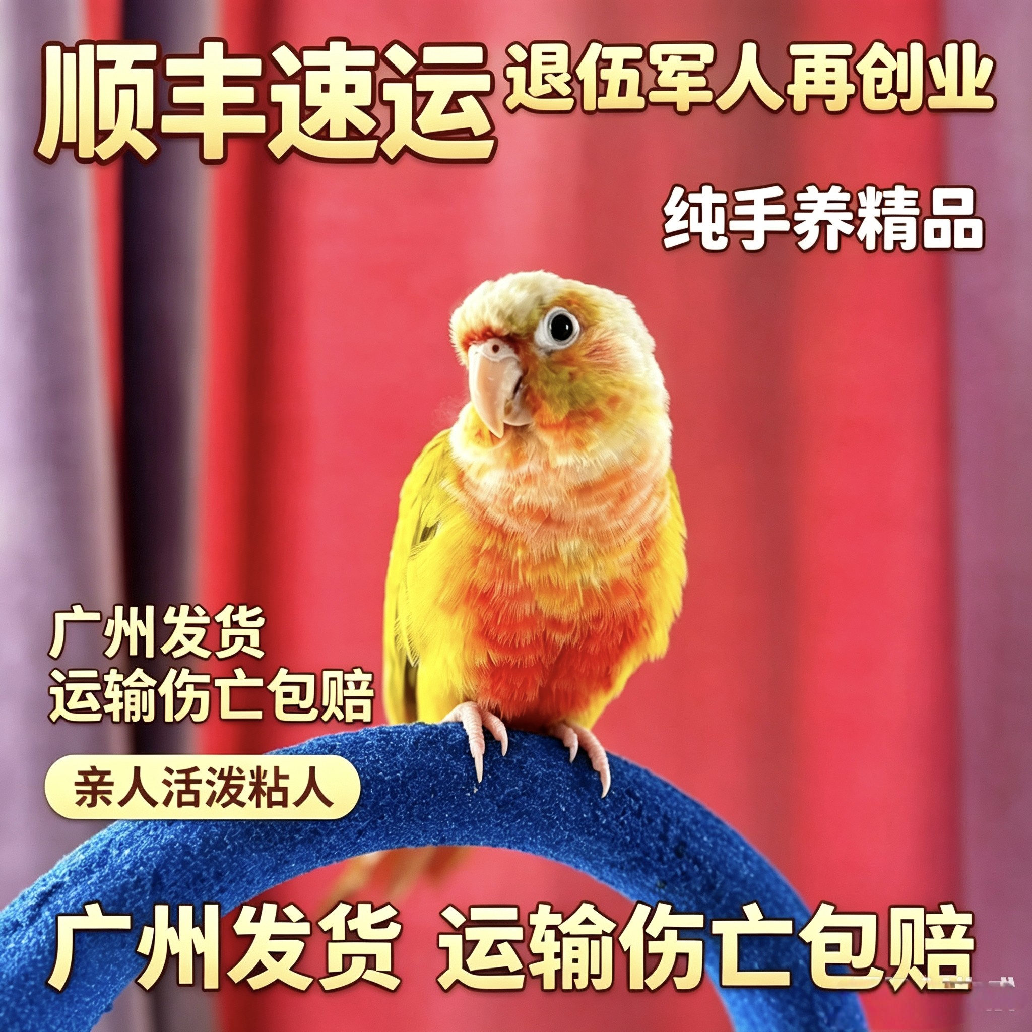 香吉士小太阳鹦鹉齐毛学吃高趴香鸟