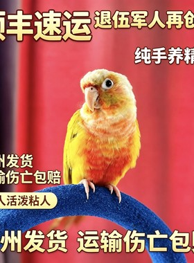 香吉士小太阳鹦鹉齐毛学吃高趴香吉士广州发货顺丰包邮海南可发