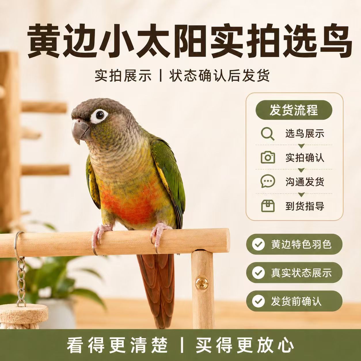 已训小太阳鹦鹉黄边凤梨小太阳手养断奶广州发货顺丰快递带有标识