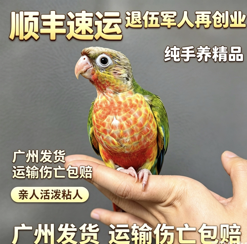 幼鸟半毛手养小太阳黄边凤梨绿颊雏鸟会说话亲人广州发货顺丰快递