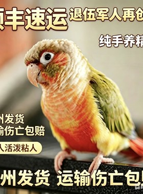 手养小太阳鹦鹉活体学话广州发