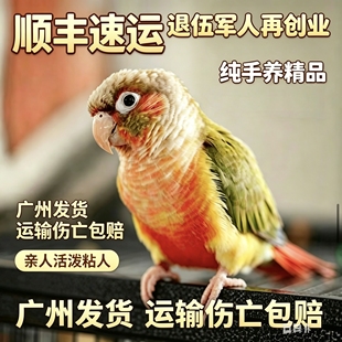 小太阳鹦鹉活体手养亲人宠物黄边凤梨绿颊学讲话广州发货顺丰包邮