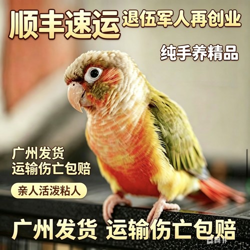 手养小太阳鹦鹉活体学话广州发