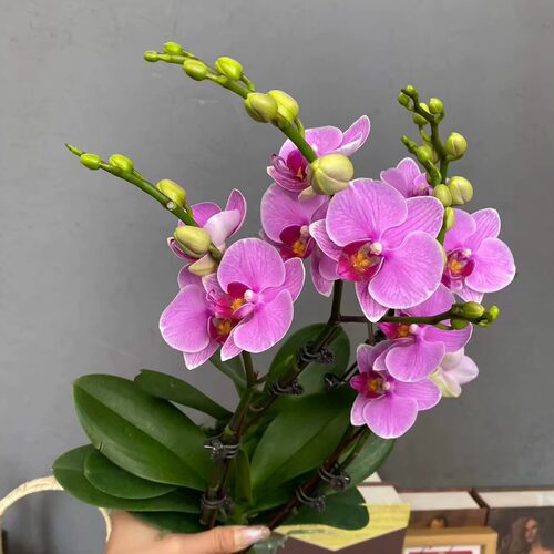 蝴蝶兰苗（紫蝶） 新手好养耐开 保底3花剑发货
