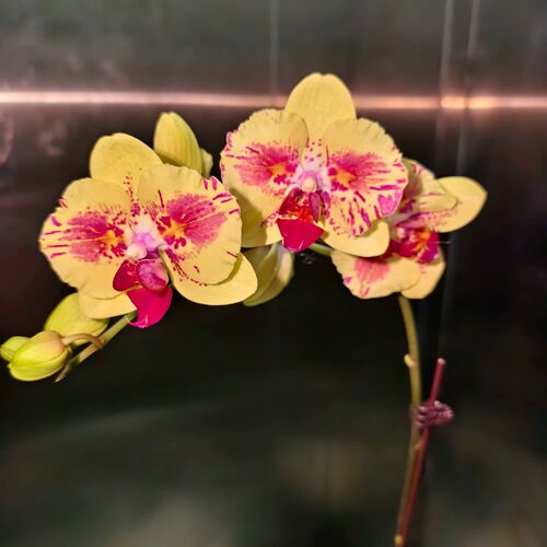 蝴蝶兰苗（火眼悟空）双眼变异 好养耐开 保底双花剑发货