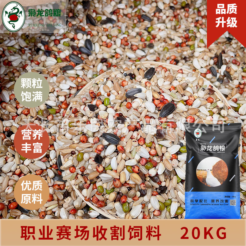 0鸟食枭龙鸽职业赛场收割无玉米