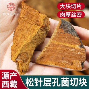 西藏松针层孔菌松树桑黄整支灵芝干货500g非长白山野生松木层孔菌