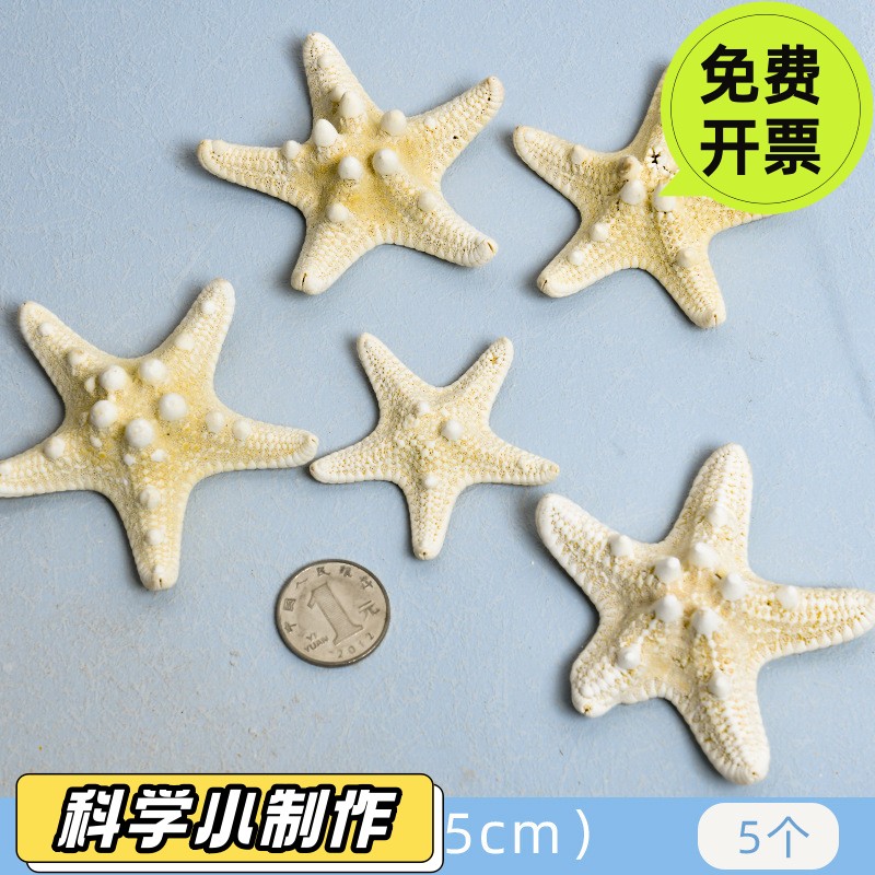 天然贝壳海螺海星鱼缸造景手工diy材料相框风铃漂流瓶装饰小SD23