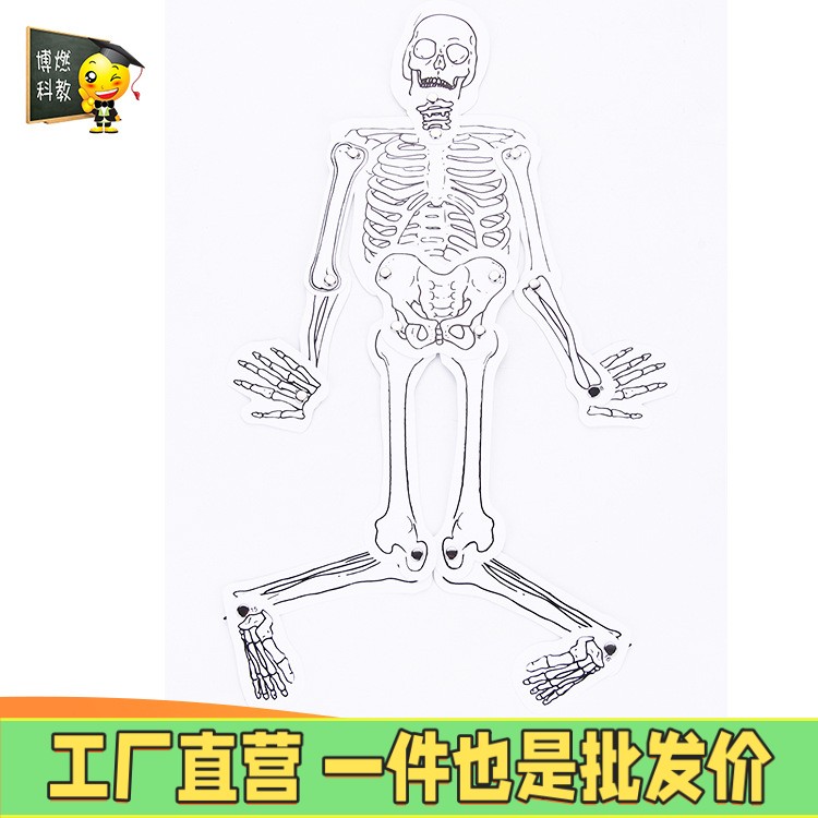 人体骨骼幼儿园儿童科技小制作手工diy益智玩具模型拼装实验材料
