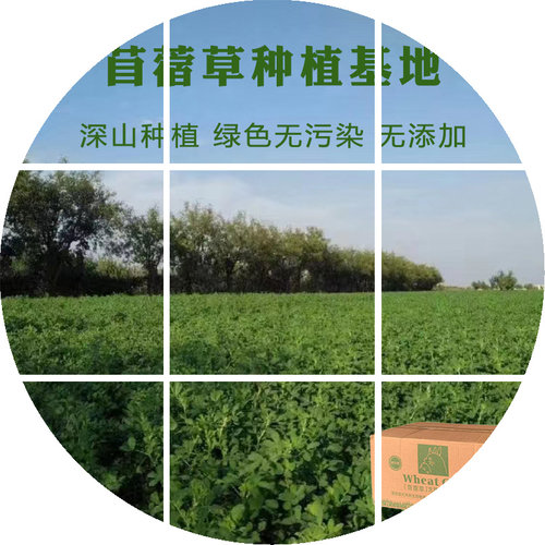 紫花苜蓿高纤维宠物磨牙草