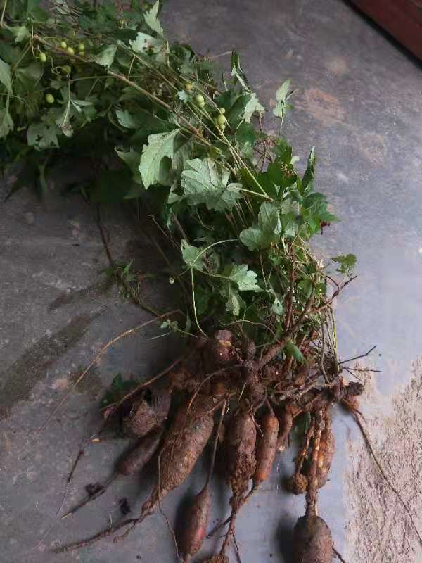 绿化苗耐旱药材植物伏牛山野生白蔹苗山地瓜野红薯白根五爪藤种苗