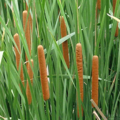 野生蒲草苗 蒲草棒 毛蜡