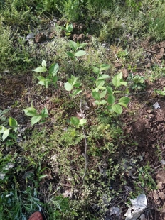 丝绵树苗杜仲树苗药材植物杜仲皮 杜仲叶 包活12年老店买5送1