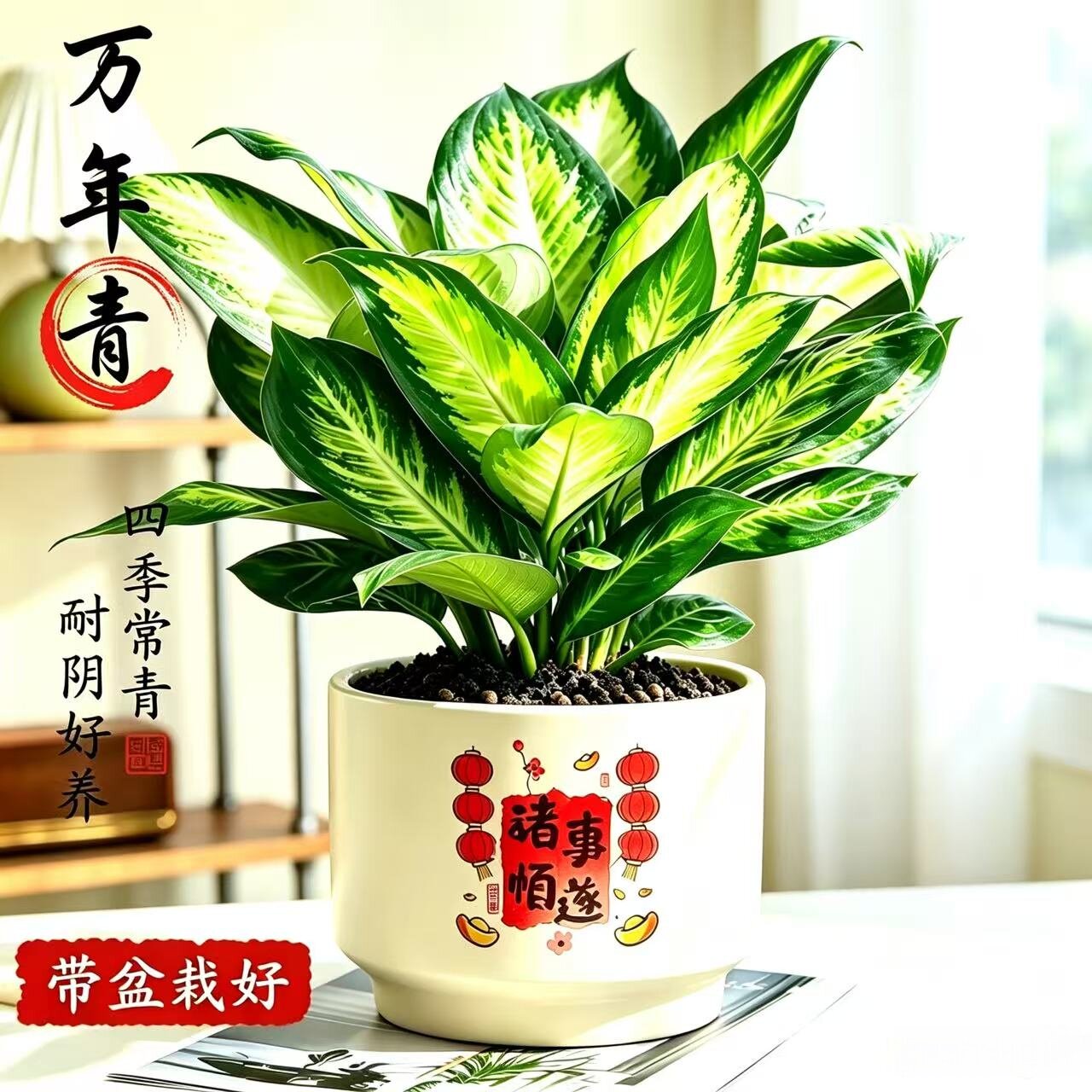 万年青桌面绿植观赏净化空气