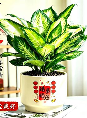 万年青桌面绿植观赏净化空气