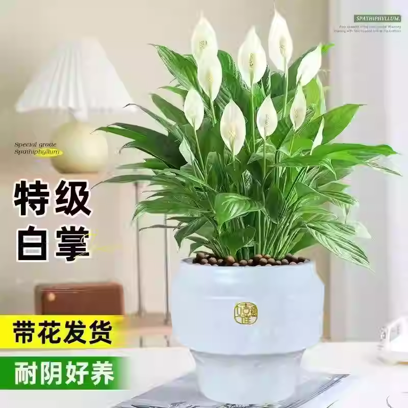 白掌+室内养护+净化空气